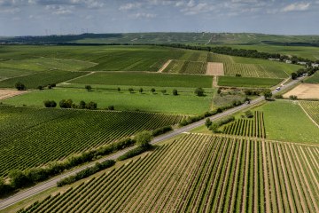 Gundheimer Hungerbiene, © Rheinhessenwein e.V., Torsten Silz Gundheimer Hungerbiene, © Rheinhessenwein e.V., Torsten Silz