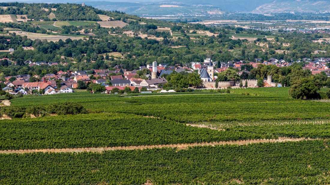 Ingelheimer Burgberg-104 Kopie, © Torsten Silz Ingelheimer Burgberg-104 Kopie, © Torsten Silz