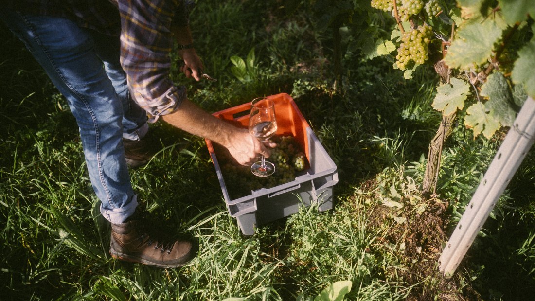 Lese 1, © Weingut Kaltenthaler Lese 1, © Weingut Kaltenthaler