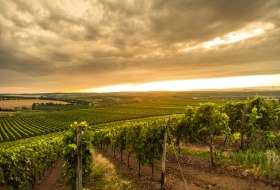 Weinberge Frühling Sonnenuntergang © Dominik Ketz Weinberge Frühling Sonnenuntergang © Dominik Ketz