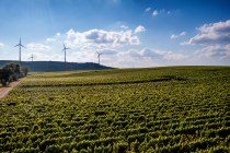 Dittelsheimer Leckerberg Dittelsheimer Leckerberg