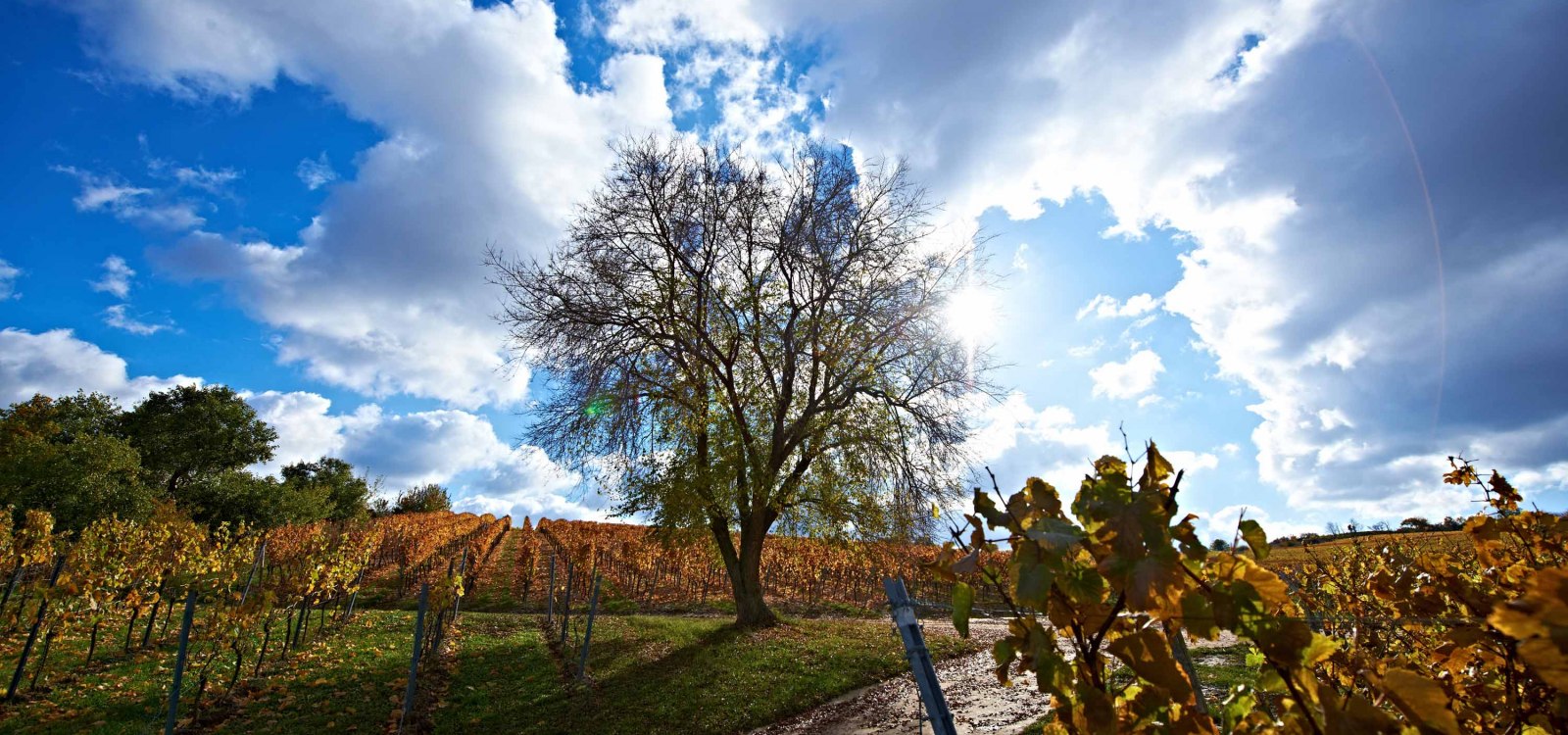 Autumn landscape in Rheinhessen Autumn landscape in Rheinhessen