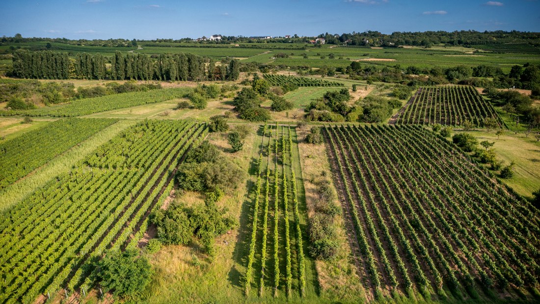Ingelheimer Rotes Kreuz Ingelheimer Rotes Kreuz