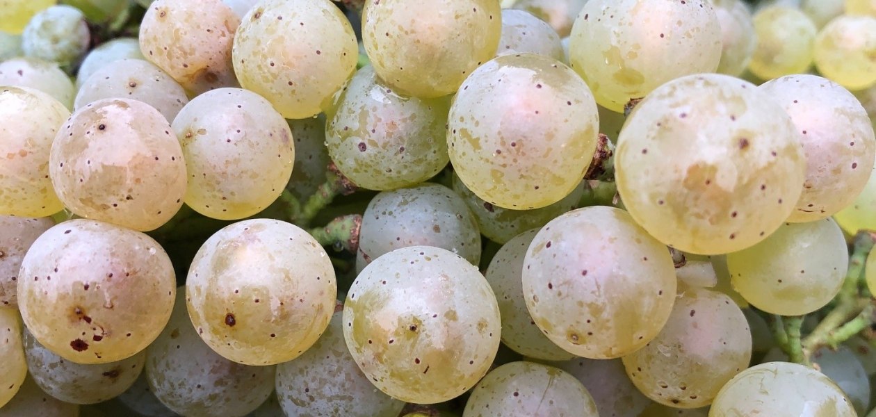 © Weingut Seebrich © Weingut Seebrich