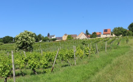 IMG_1126 IMG_1126