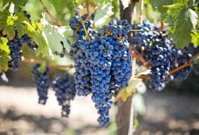 Weingut Egelhoff_Trauben © Weingut Egelhoff Weingut Egelhoff_Trauben © Weingut Egelhoff