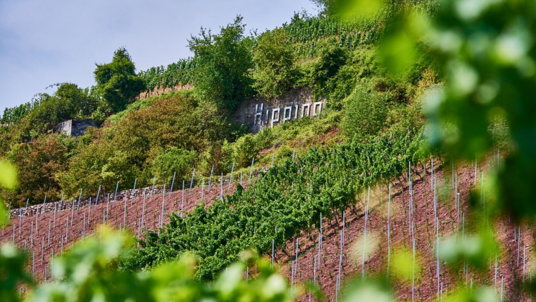 © Weingut Manz © Weingut Manz