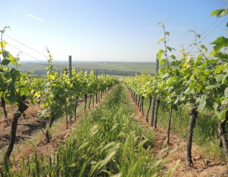 Weingut Mankel_Weinreben, © Weingut Mankel Weingut Mankel_Weinreben, © Weingut Mankel