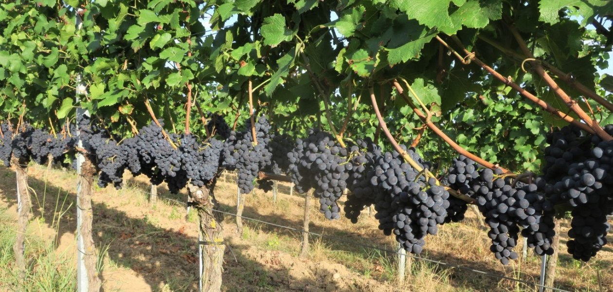 bruehler-hof-fruehburgunder, © Weingut Brühler Hof bruehler-hof-fruehburgunder, © Weingut Brühler Hof