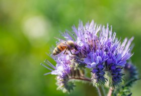 Biene auf Phacelia Biene auf Phacelia