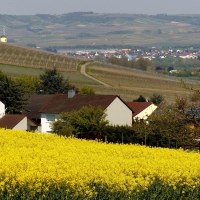 2016-05-02 (23) Winzenheim, Weinbergblick, Rapsfel © Weingut Butzbach 2016-05-02 (23) Winzenheim, Weinbergblick, Rapsfel © Weingut Butzbach
