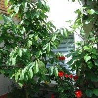 Wohnzimmer hinter Blumen Wohnzimmer hinter Blumen