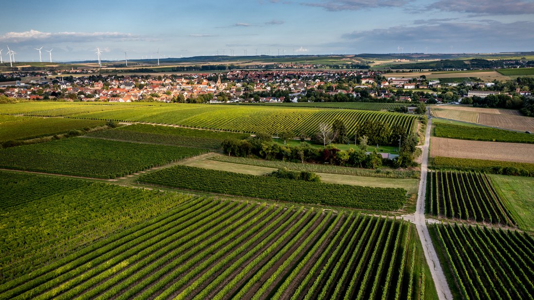 Wöllsteiner Ölberg Wöllsteiner Ölberg
