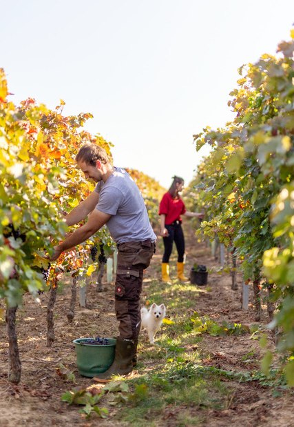Weingut Eckert_Traubenlesen, © Weingut Eckert Weingut Eckert_Traubenlesen, © Weingut Eckert