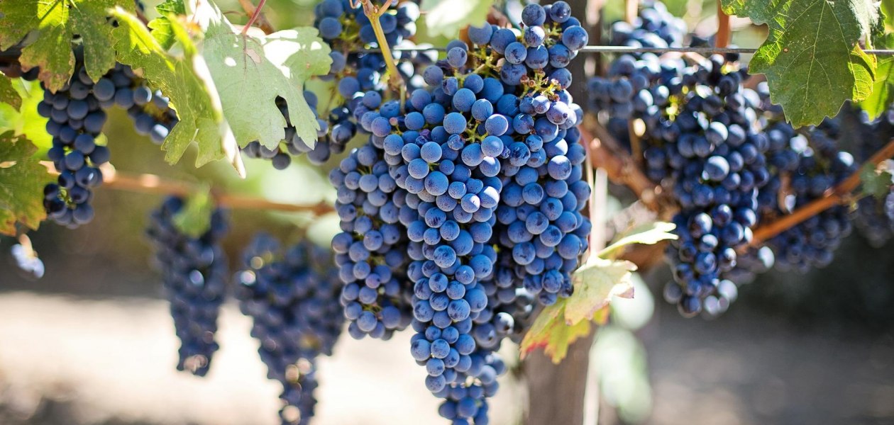 Trauben, © pixabay Trauben, © pixabay