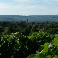 Weinberge © Krick Weinberge © Krick