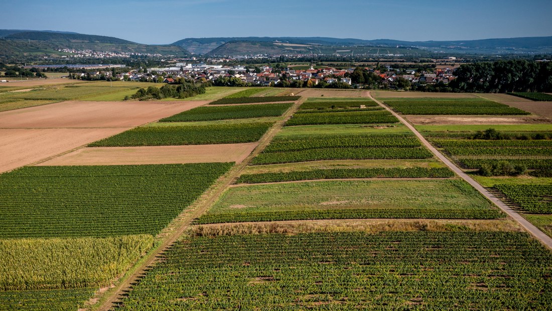 Grolsheimer Ölberg Grolsheimer Ölberg