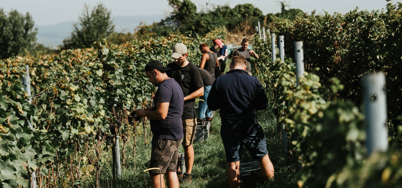 Weingut Adams_Weinlese, © Weingut Adams Weingut Adams_Weinlese, © Weingut Adams