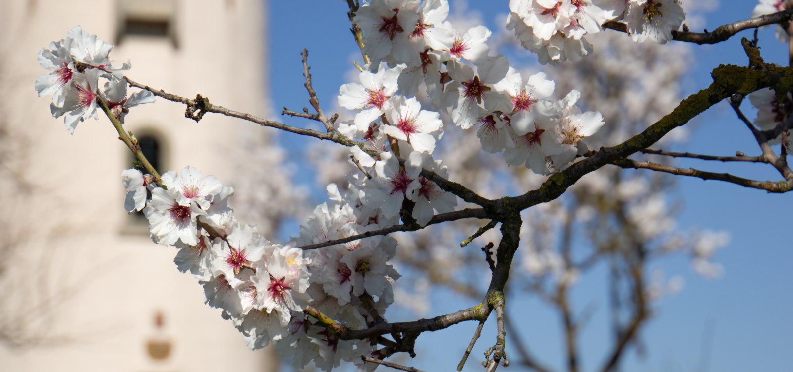 Mandelbüte am Niersteiner Wartturm, © Katja Zentel Mandelbüte am Niersteiner Wartturm, © Katja Zentel