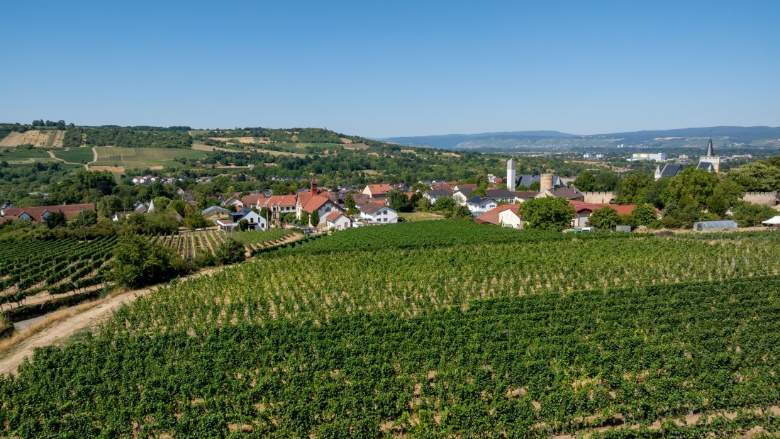 Ingelheimer Burgberg-072 Kopie, © Torsten Silz Ingelheimer Burgberg-072 Kopie, © Torsten Silz