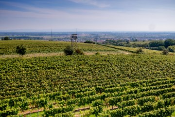 Guntersblumer Steig-Terrassen Guntersblumer Steig-Terrassen