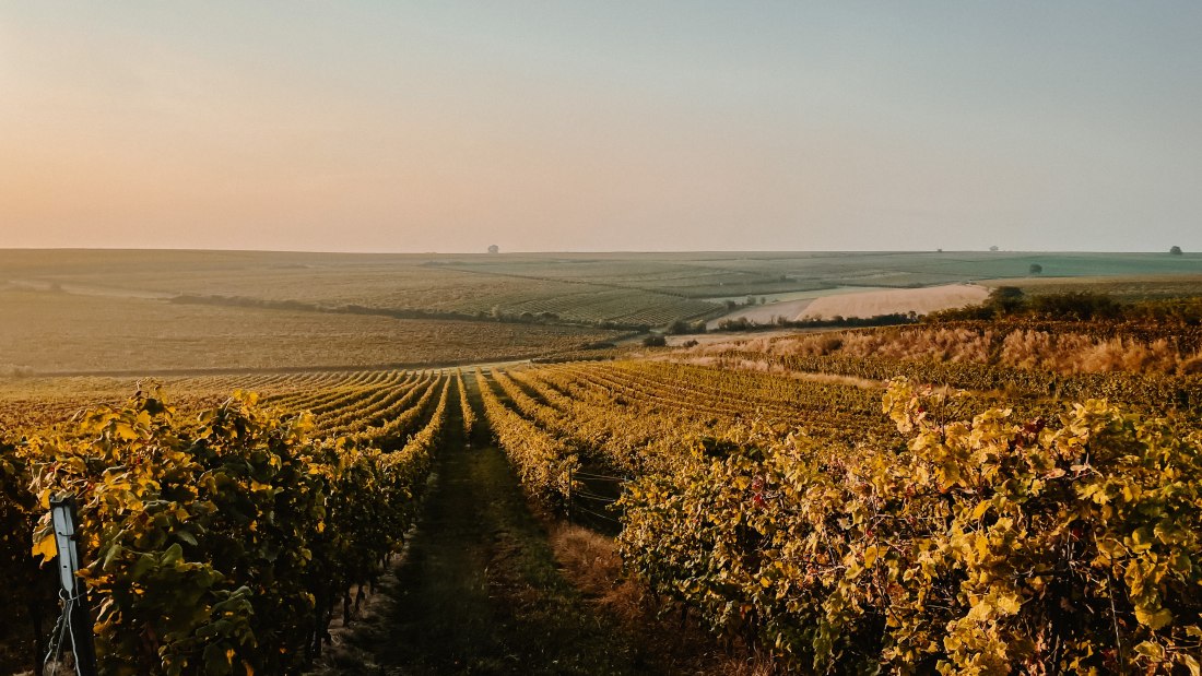 Weingut Heck_Wingert, © Weingut Heck Weingut Heck_Wingert, © Weingut Heck