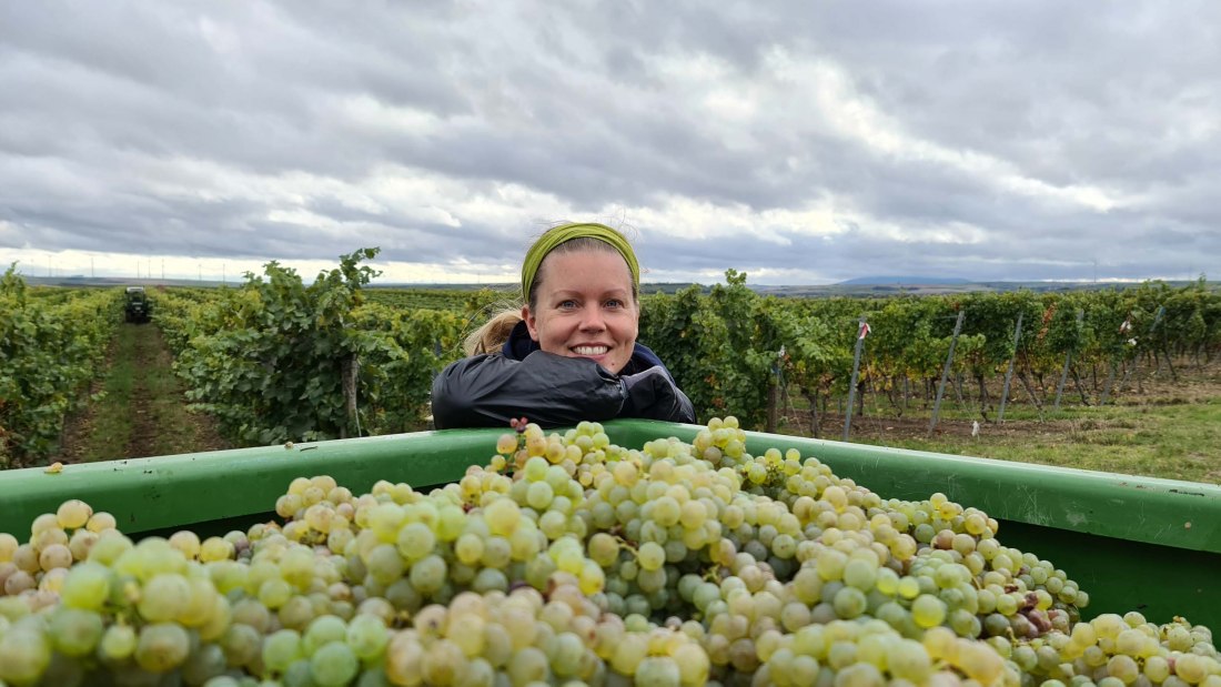 Weingut Schönhals_Riesling, © Weingut Schönhals Weingut Schönhals_Riesling, © Weingut Schönhals