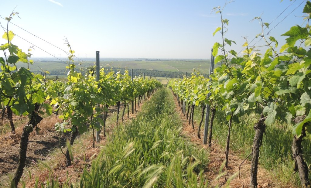 Mankel-3, © Weingut Mankel Mankel-3, © Weingut Mankel