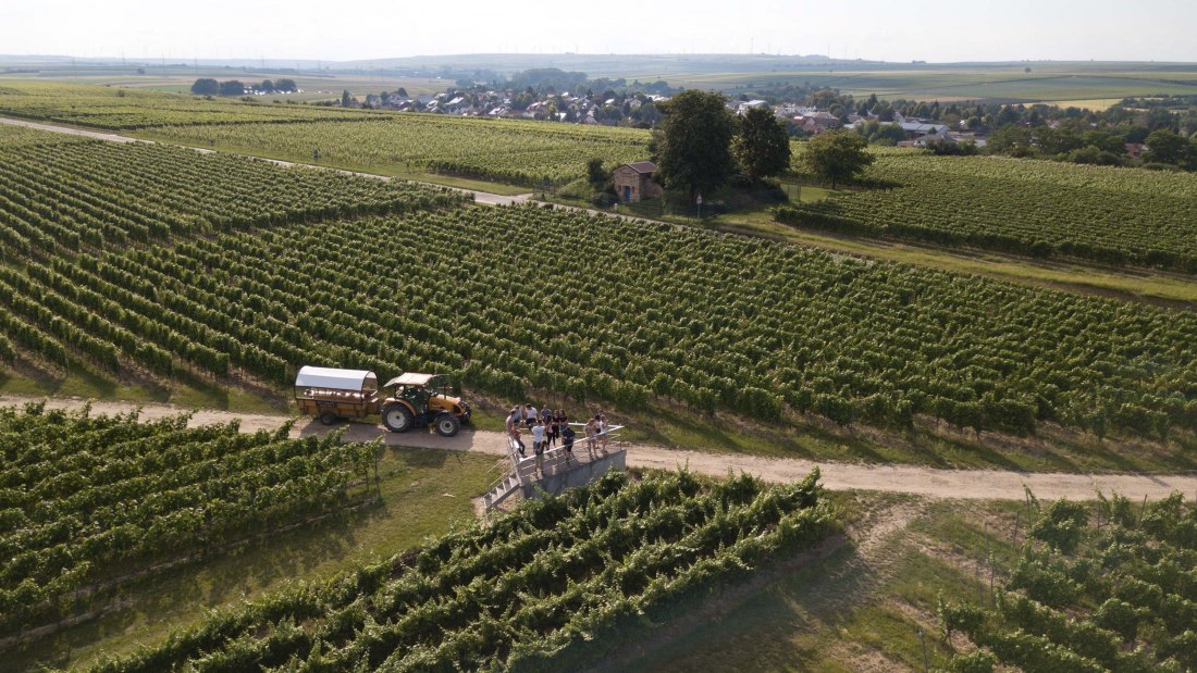 Weingut Grittmann_Weinbergsrundfahrt, © Weingut Grittmann Weingut Grittmann_Weinbergsrundfahrt, © Weingut Grittmann