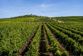 Bechtolsheimer Klosterberg © Torsten Silz Bechtolsheimer Klosterberg © Torsten Silz