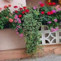 20210828_084732 © Trapp 20210828_084732 © Trapp