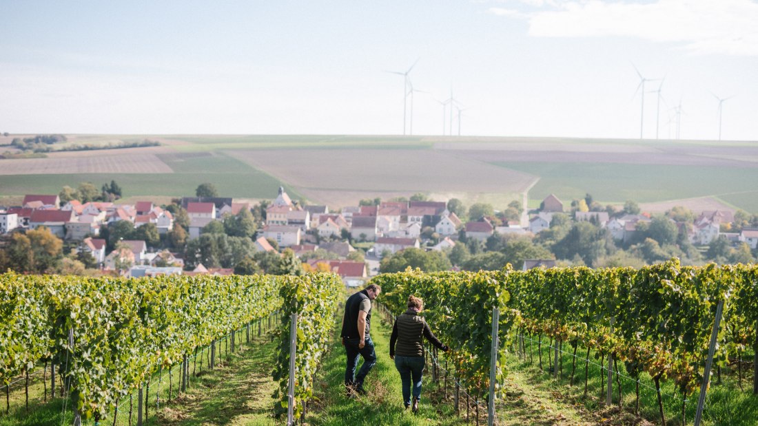 Weingut Müller-Oswald_Weinreben 2, © Weingut Müller-Oswald Weingut Müller-Oswald_Weinreben 2, © Weingut Müller-Oswald
