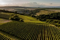 Siefersheimer Höllberg Siefersheimer Höllberg