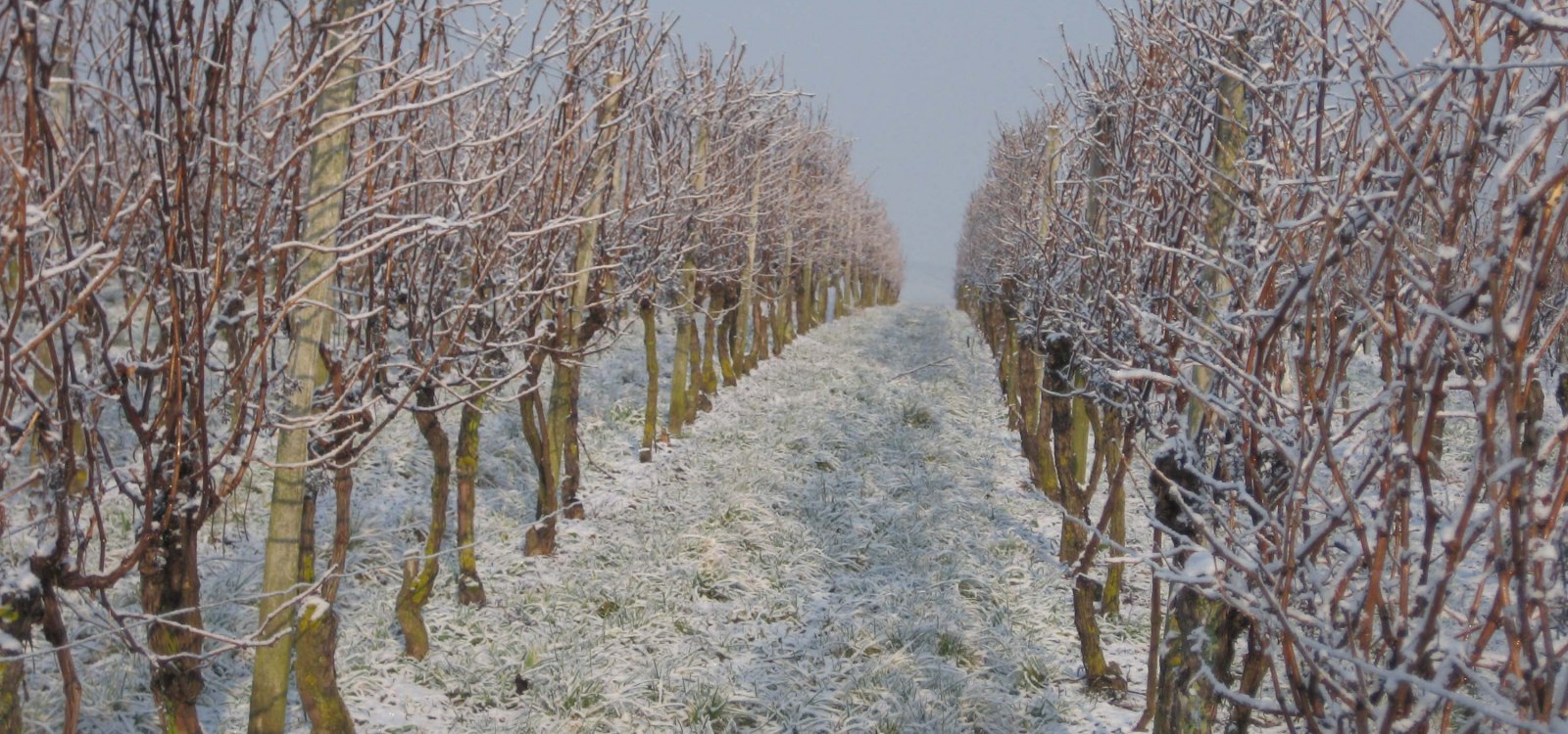Weingut Wagner_Eeinberge-im-Schnee, © Weingut Wagner Weingut Wagner_Eeinberge-im-Schnee, © Weingut Wagner