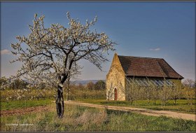 St. Georgskapelle © Rainer Oppenheimer/Stadt Ingelheim St. Georgskapelle © Rainer Oppenheimer/Stadt Ingelheim