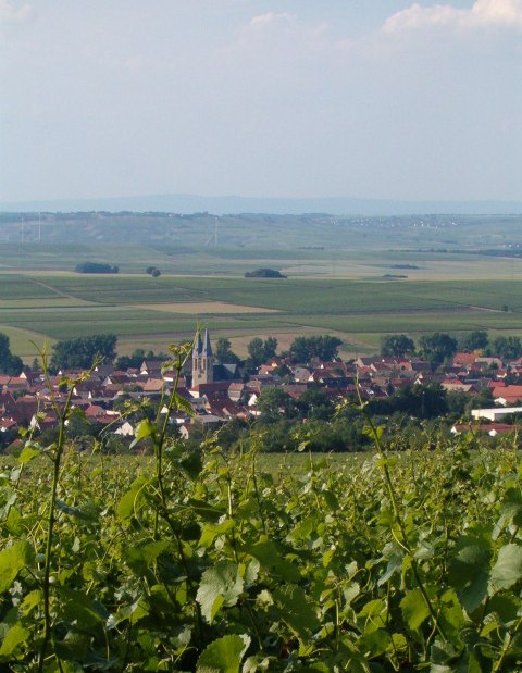Weingut Thomas-Rüb_Reben-Kirche, © Weingut Thomas-Rüb Weingut Thomas-Rüb_Reben-Kirche, © Weingut Thomas-Rüb