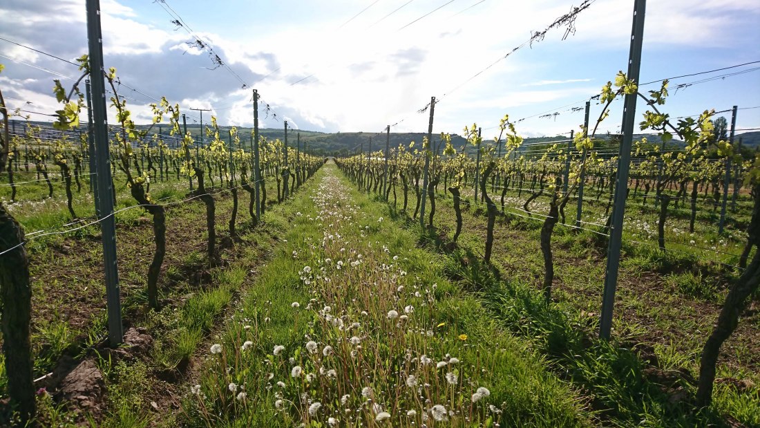 Weingut Schuhmacher_Wingert, © Weingut Schuhmacher Weingut Schuhmacher_Wingert, © Weingut Schuhmacher