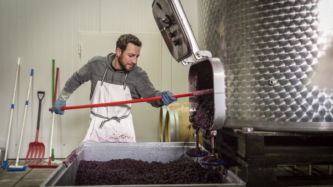 Weingut & Gästehaus Volker Schmitt_Winzer, © Weingut & Gästehaus Volker Schmitt Weingut & Gästehaus Volker Schmitt_Winzer, © Weingut & Gästehaus Volker Schmitt