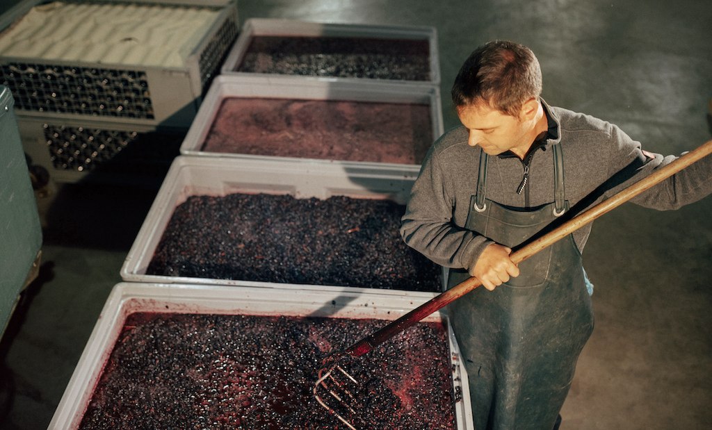 Lorenz_Maische, © Weingut Lorenz Lorenz_Maische, © Weingut Lorenz