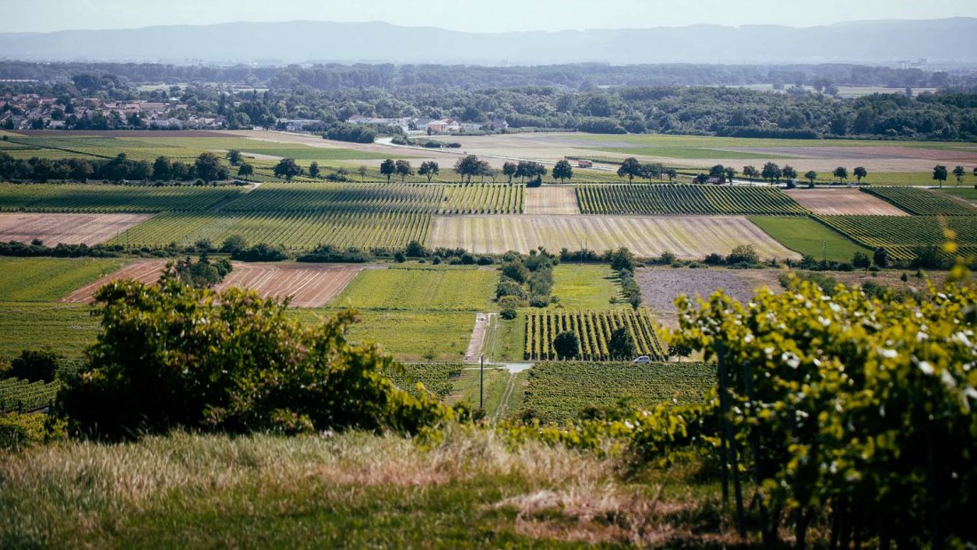 Weingut Listmann_Weinbergerheinterrasse, © Weingut Listmann Weingut Listmann_Weinbergerheinterrasse, © Weingut Listmann