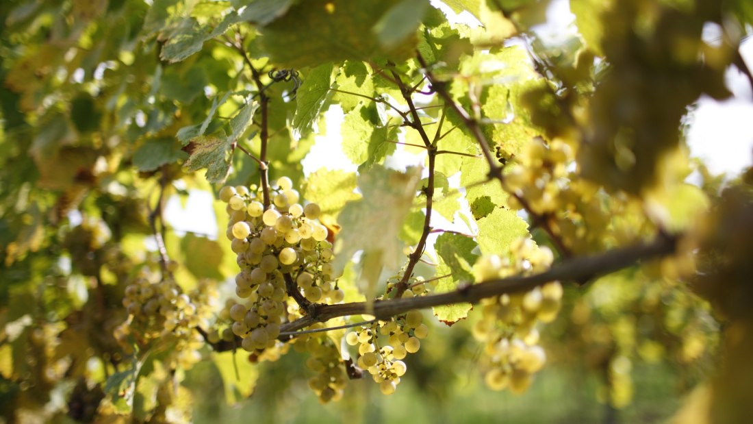 Winter druif, © Weingut Winter Winter druif, © Weingut Winter