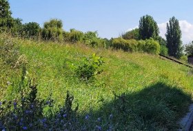 Der Rheindamm © Stadt Ingelheim/uz Der Rheindamm © Stadt Ingelheim/uz