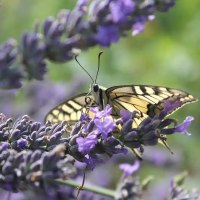 Edelfalter Schwalbenschwanz zu Besuch Edelfalter Schwalbenschwanz zu Besuch