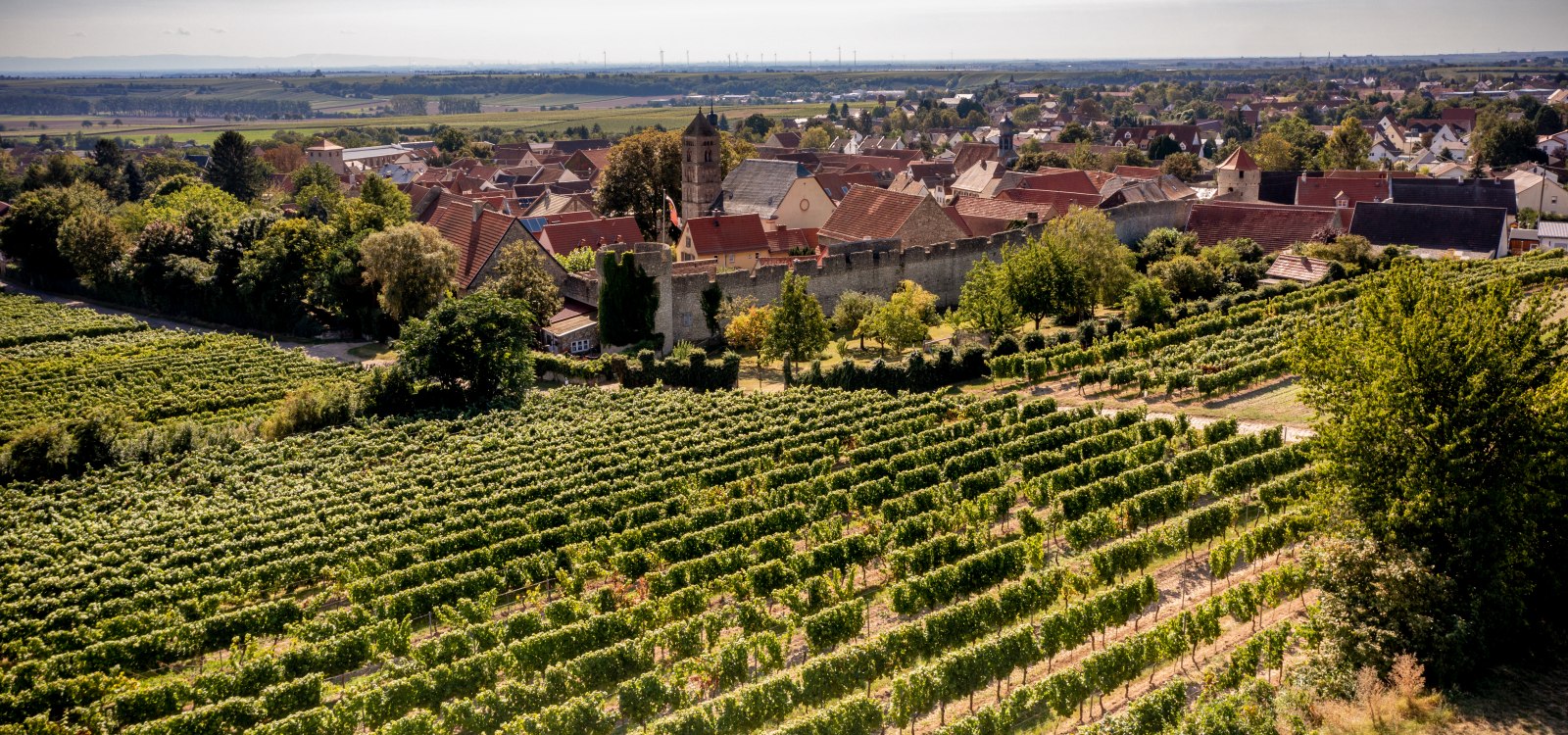 Dahlsheimer Bürgel, © Torsten Silz Dahlsheimer Bürgel, © Torsten Silz