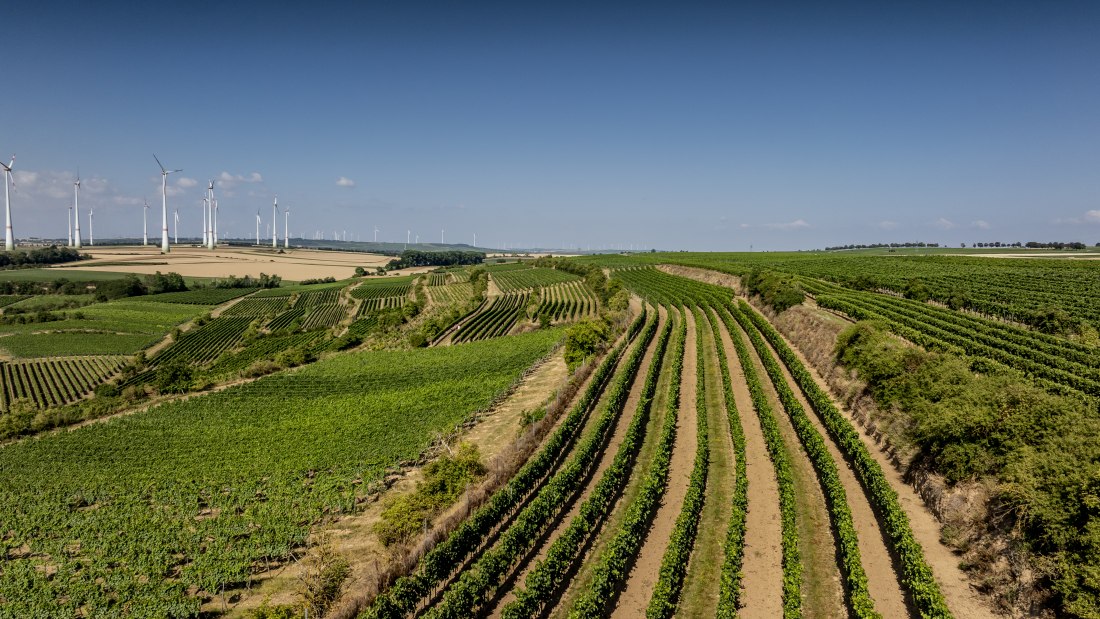 Alsheimer Römerberg, © Torsten Silz Alsheimer Römerberg, © Torsten Silz