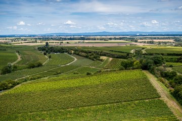 Bechtheimer Stein Bechtheimer Stein
