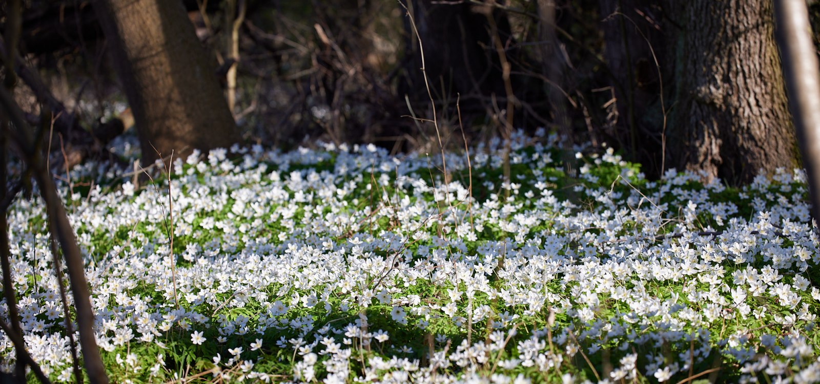 Obstroute im Frühling, © Vincent Dommer Obstroute im Frühling, © Vincent Dommer