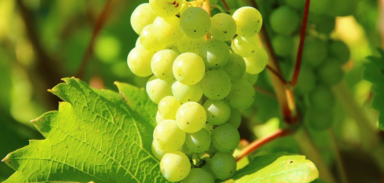 grapes-276070_1920, © free grapes-276070_1920, © free