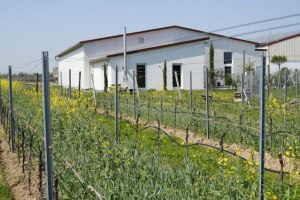 Weingut Kiefer_Weinreben, © Weingut Kiefer Weingut Kiefer_Weinreben, © Weingut Kiefer