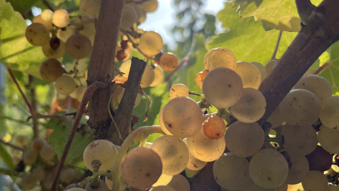 Bio Weingut Hellmich_Trauben 3, © Bio Weingut Hellmich Bio Weingut Hellmich_Trauben 3, © Bio Weingut Hellmich